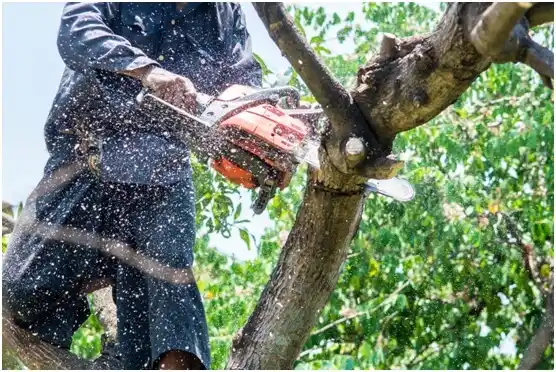 tree services Shoshoni